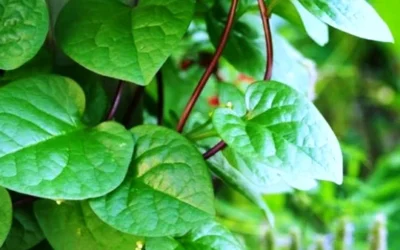8 Khasiat dan Manfaat Daun Binahong untuk Kesehatan