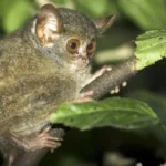 Keajaiban Fauna Endemik Indonesia Timur: Kekayaan Alam Sulawesi Utara dan Nusa Tenggara