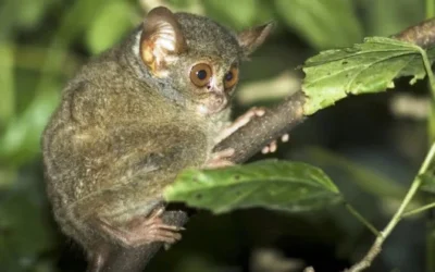 Keajaiban Fauna Endemik Indonesia Timur: Kekayaan Alam Sulawesi Utara dan Nusa Tenggara