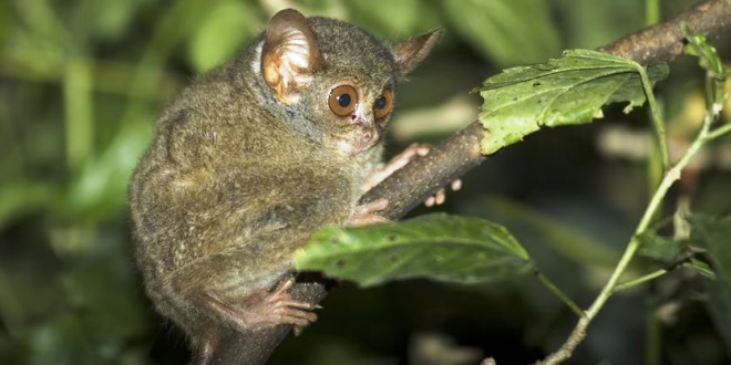 Keajaiban Fauna Endemik Indonesia Timur Kekayaan Alam Sulawesi Utara dan Nusa Tenggara